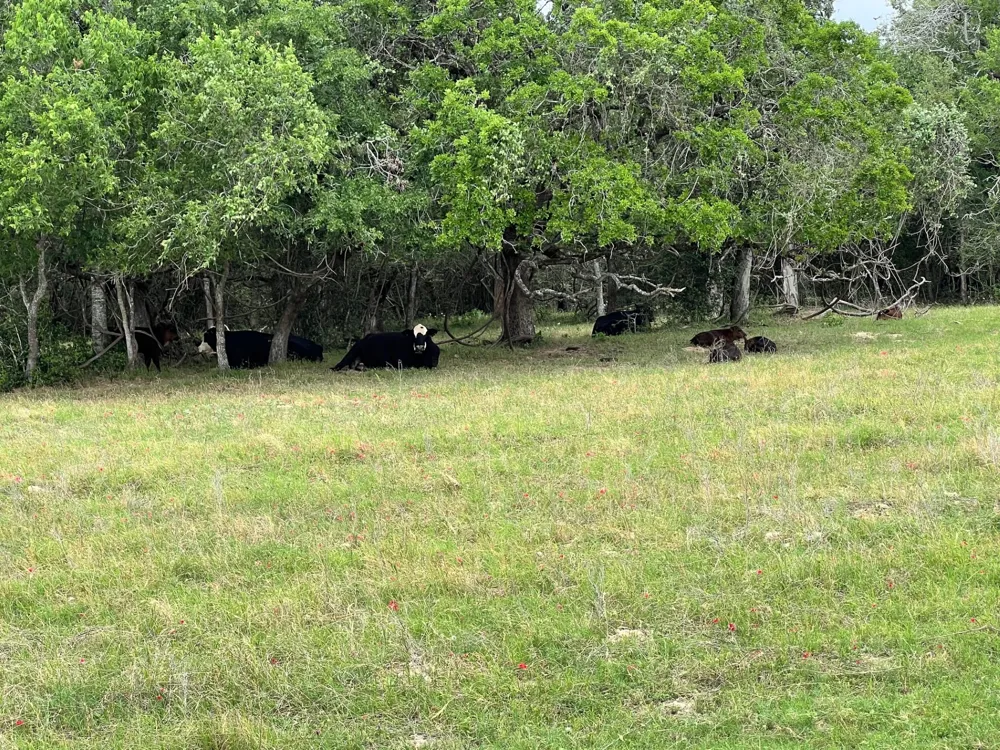 17 Settlement Way Luling, TX 78648