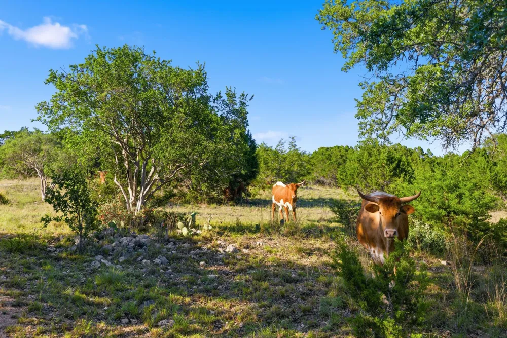3303 Fearless Treadway Round Mountain, TX 78663