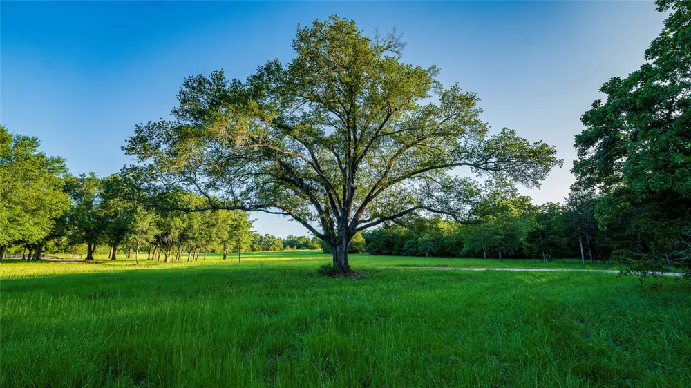 1462 County Road 313 Lexington, TX 78947