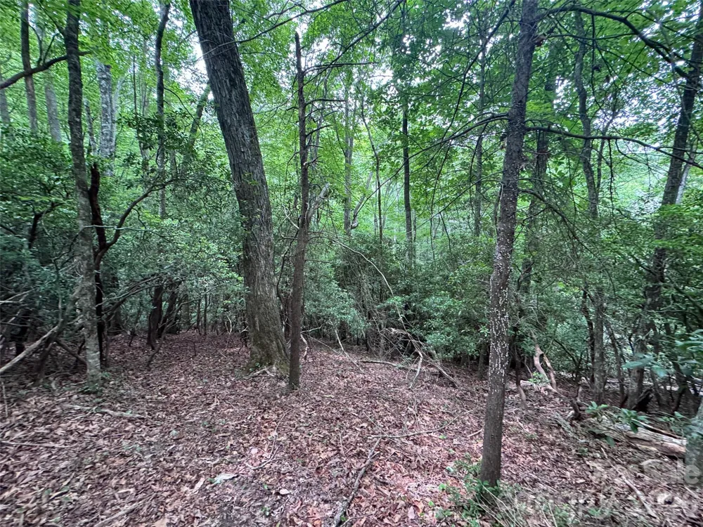 000 Chestnut Oak Lane Pisgah Forest, NC 28768