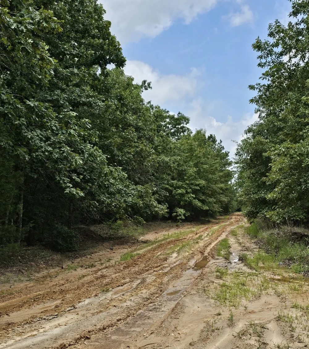 Cristine St Blossom, TX 75416