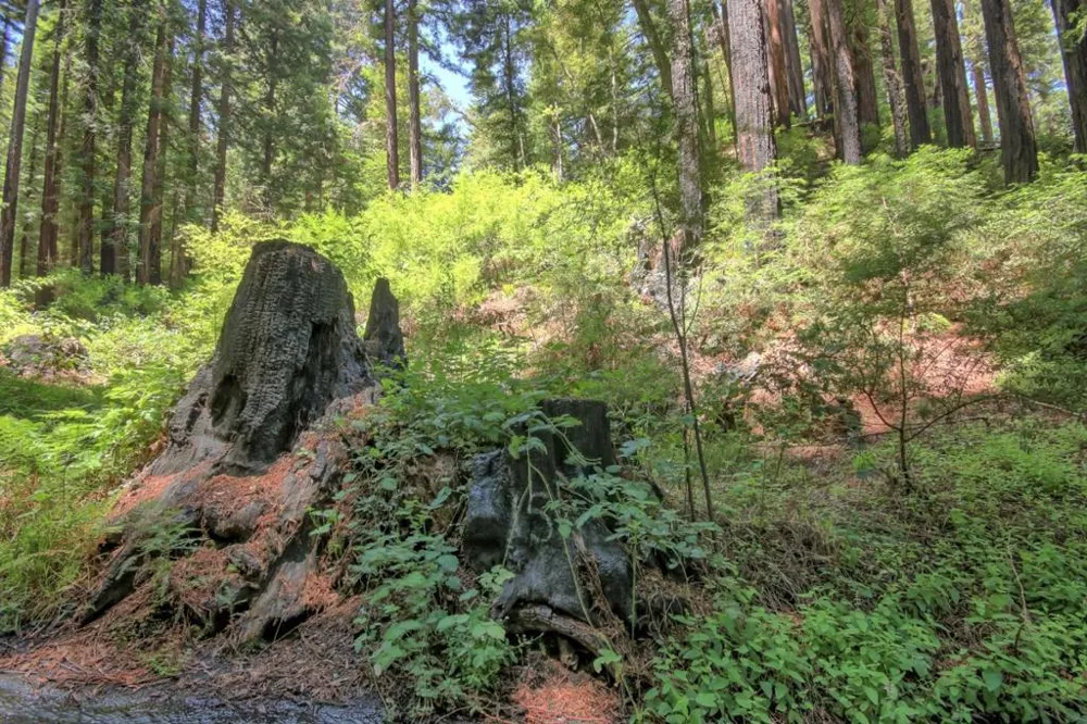 154 Leafwood Drive Boulder Creek, CA 95006