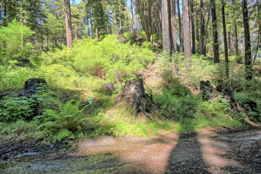 154 Leafwood Drive Boulder Creek, CA 95006