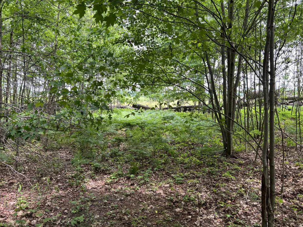 Pierce Street West Olive, MI 49460