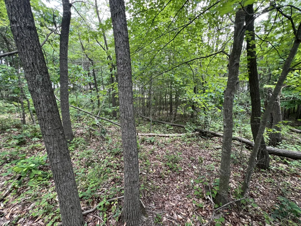 Pierce Street West Olive, MI 49460