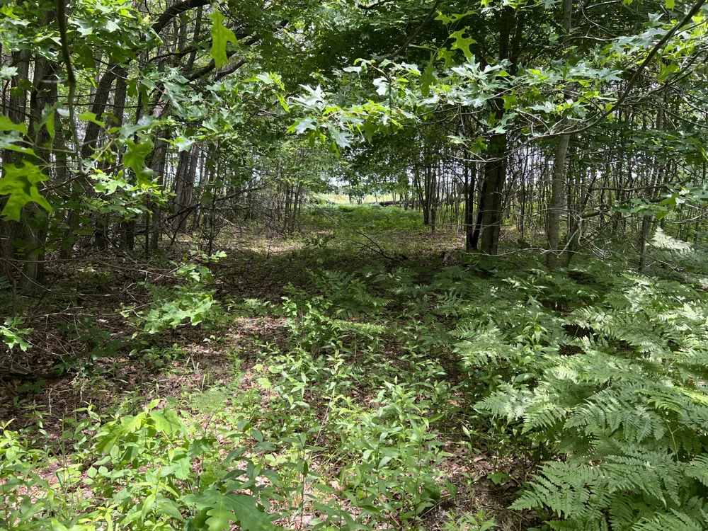 Pierce Street West Olive, MI 49460