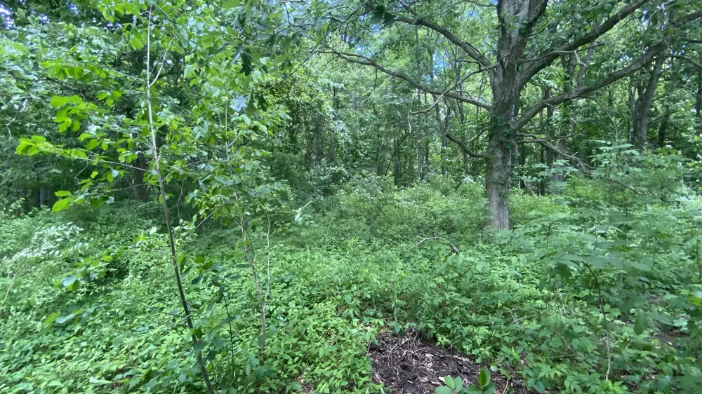 641 Tracey Lane Brighton, MI 48114