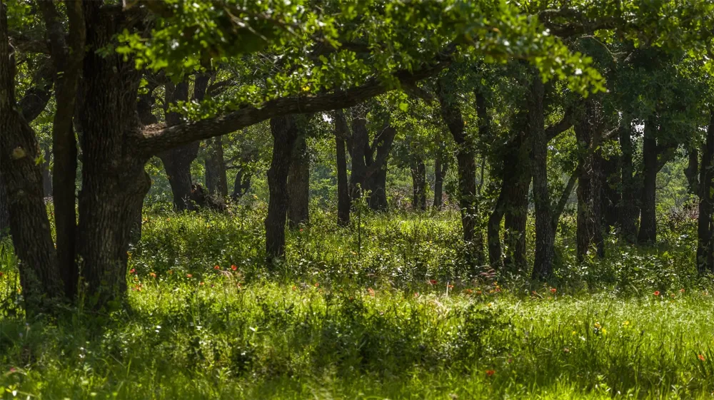 County Road 126 Gordon, TX 76453