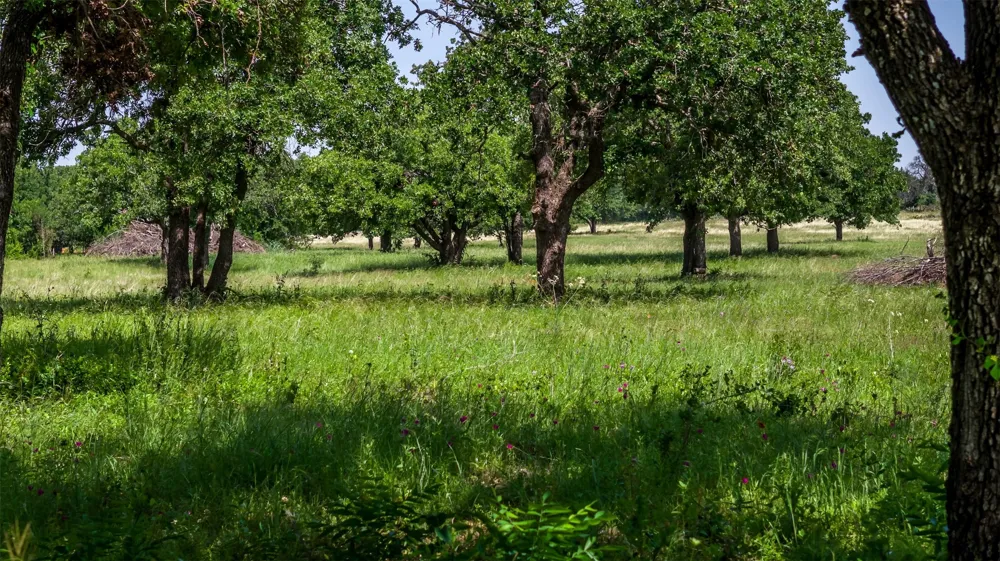 County Road 126 Gordon, TX 76453