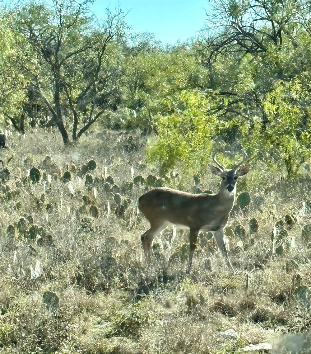 401 Fallow Spur Melvin, TX 76858