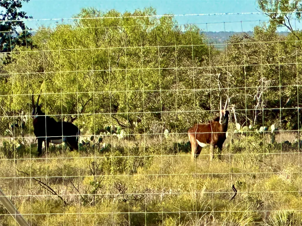 401 Fallow Spur Melvin, TX 76858