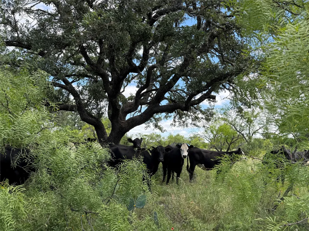 401 Fallow Spur Melvin, TX 76858