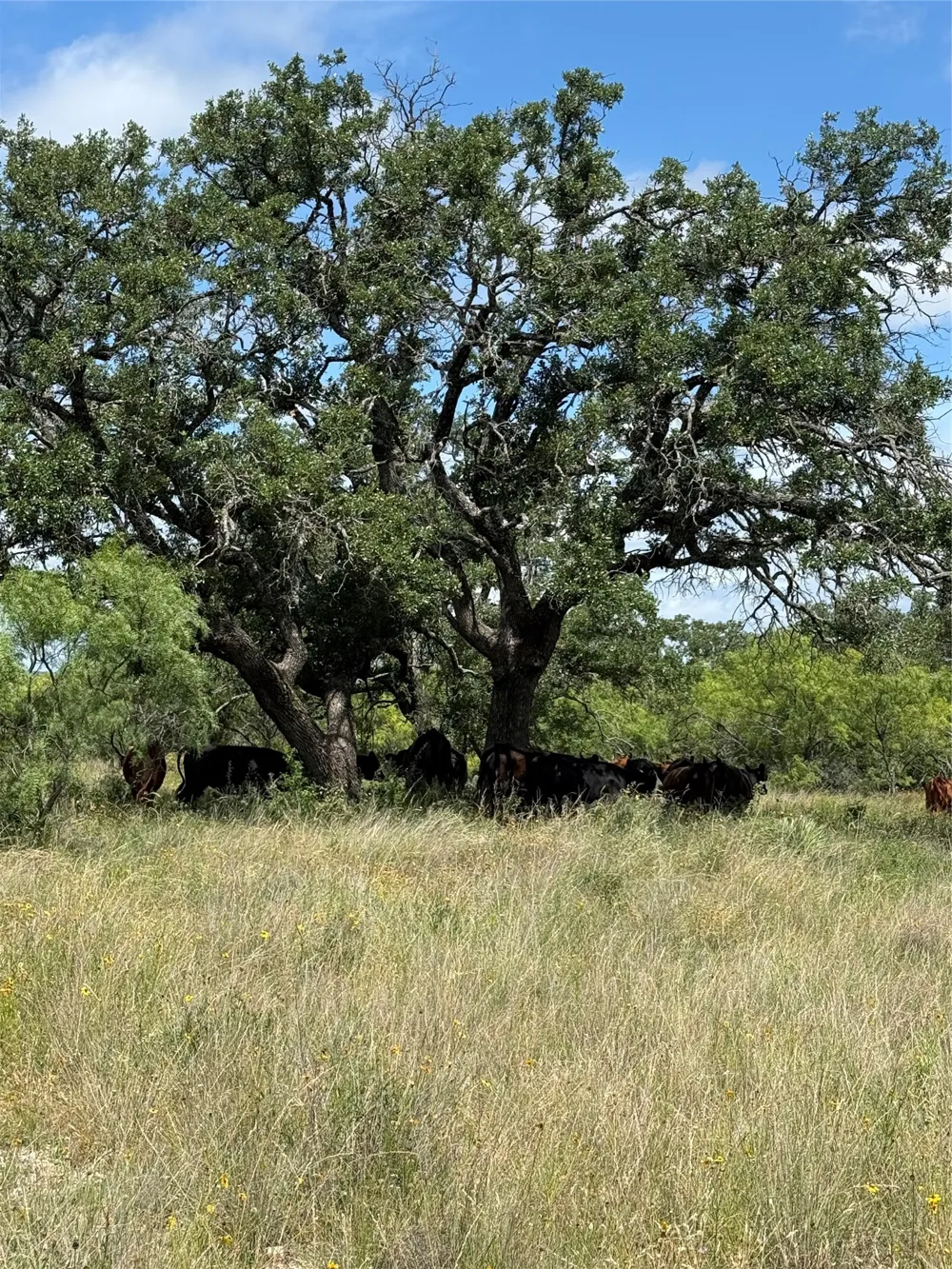 401 Fallow Spur Melvin, TX 76858