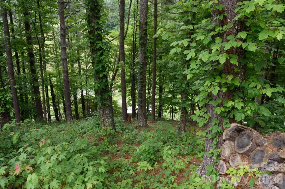 TBD Sycamore Road Vilas, NC 28692