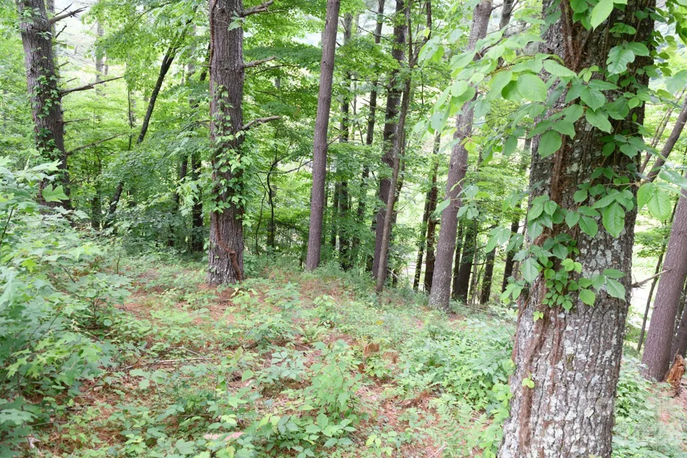 TBD Sycamore Road Vilas, NC 28692