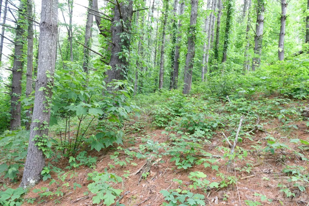 TBD Sycamore Road Vilas, NC 28692