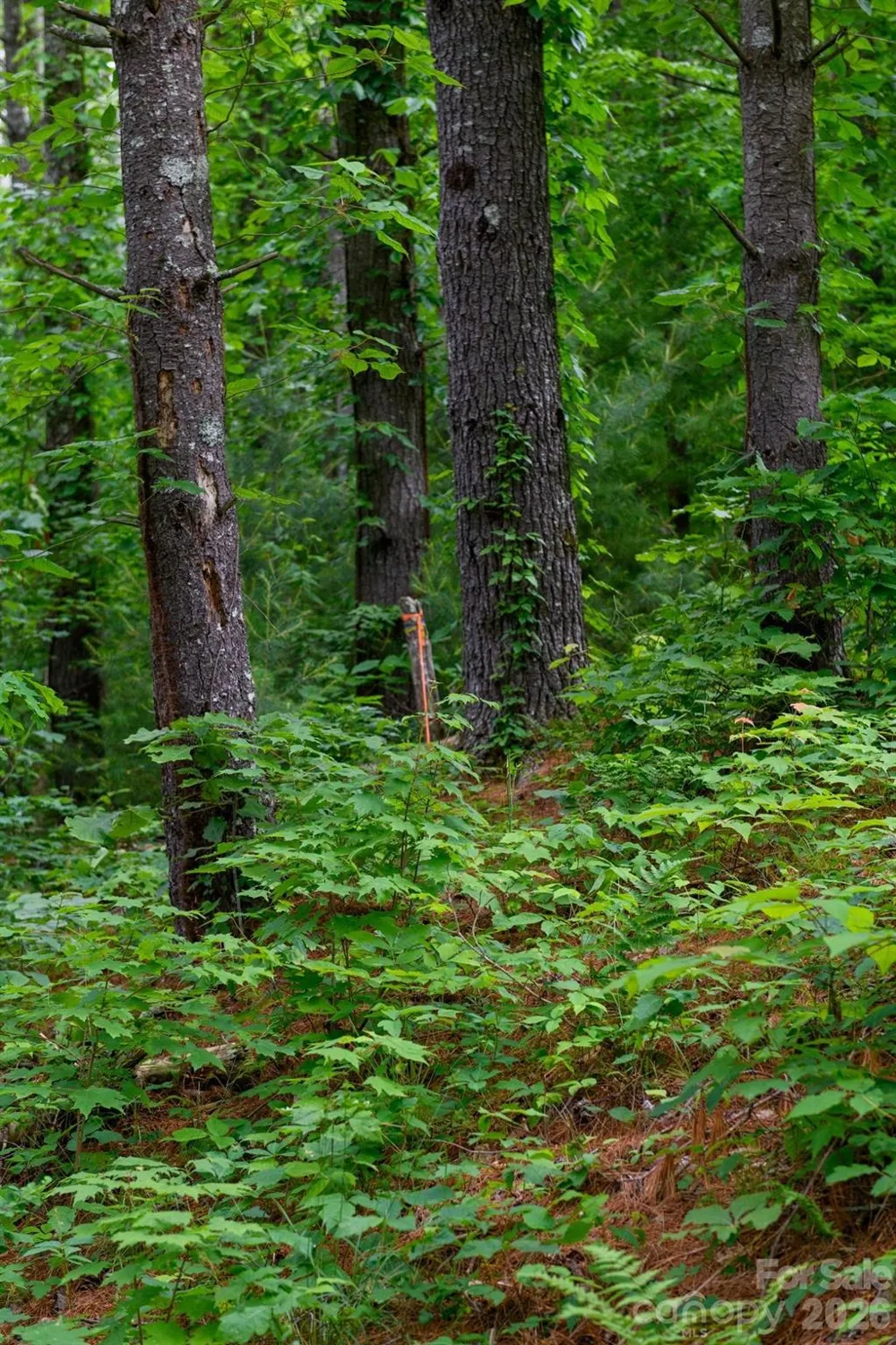 TBD Sycamore Road Vilas, NC 28692