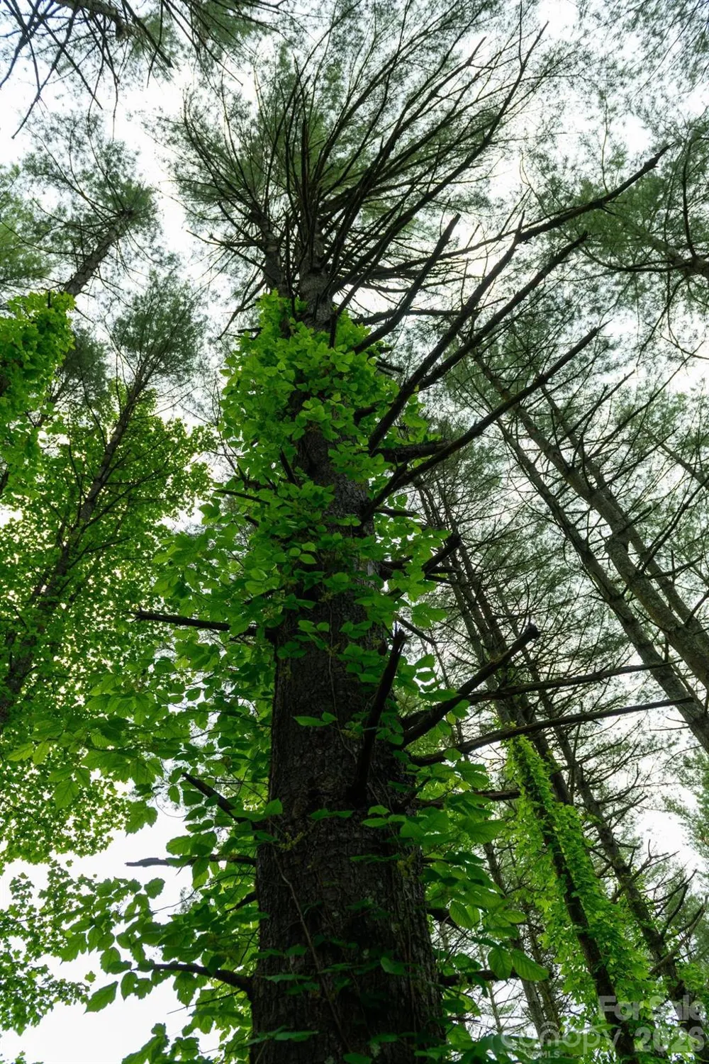 TBD Sycamore Road Vilas, NC 28692