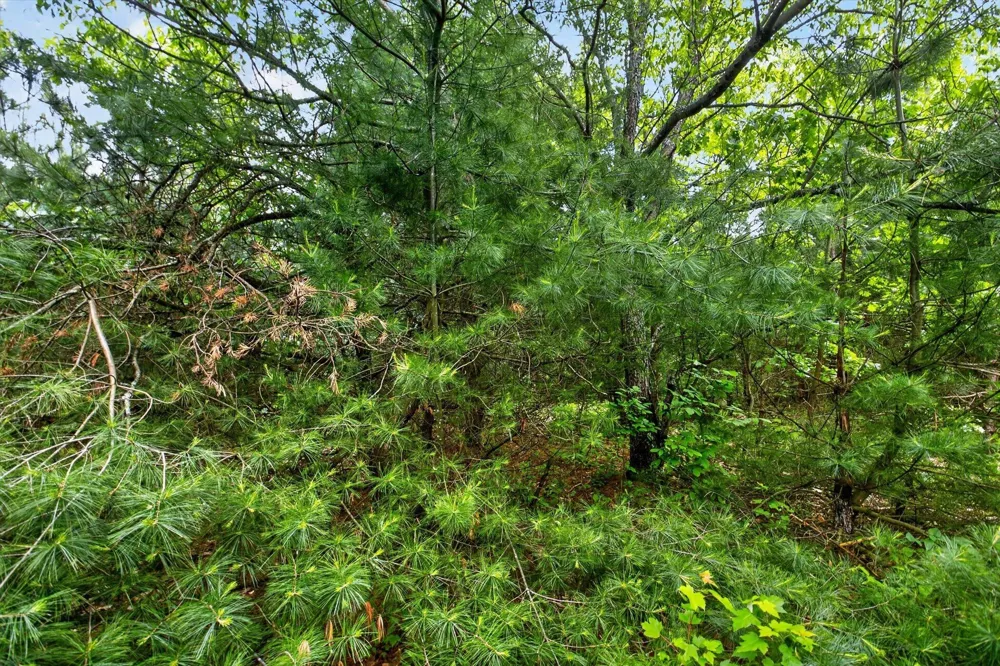 S Deer Lake Road Reed City, MI 49677
