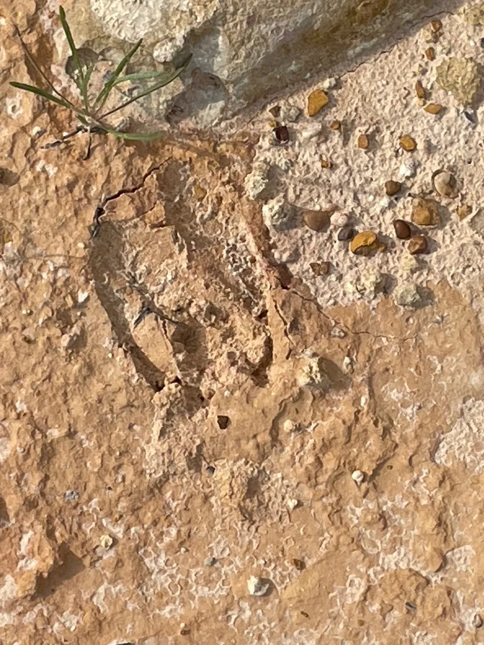 Pecan Shell Road Desdemona, TX 76445