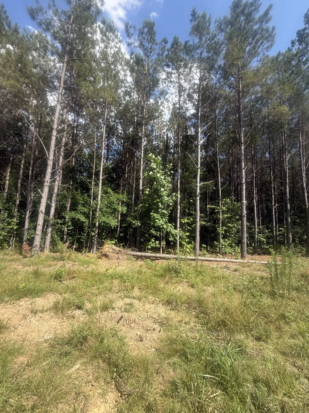 251 Fox Ridge Rd Hohenwald, TN 38462