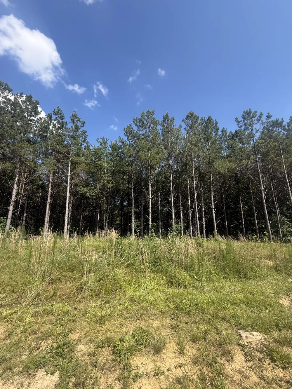 251 Fox Ridge Rd Hohenwald, TN 38462