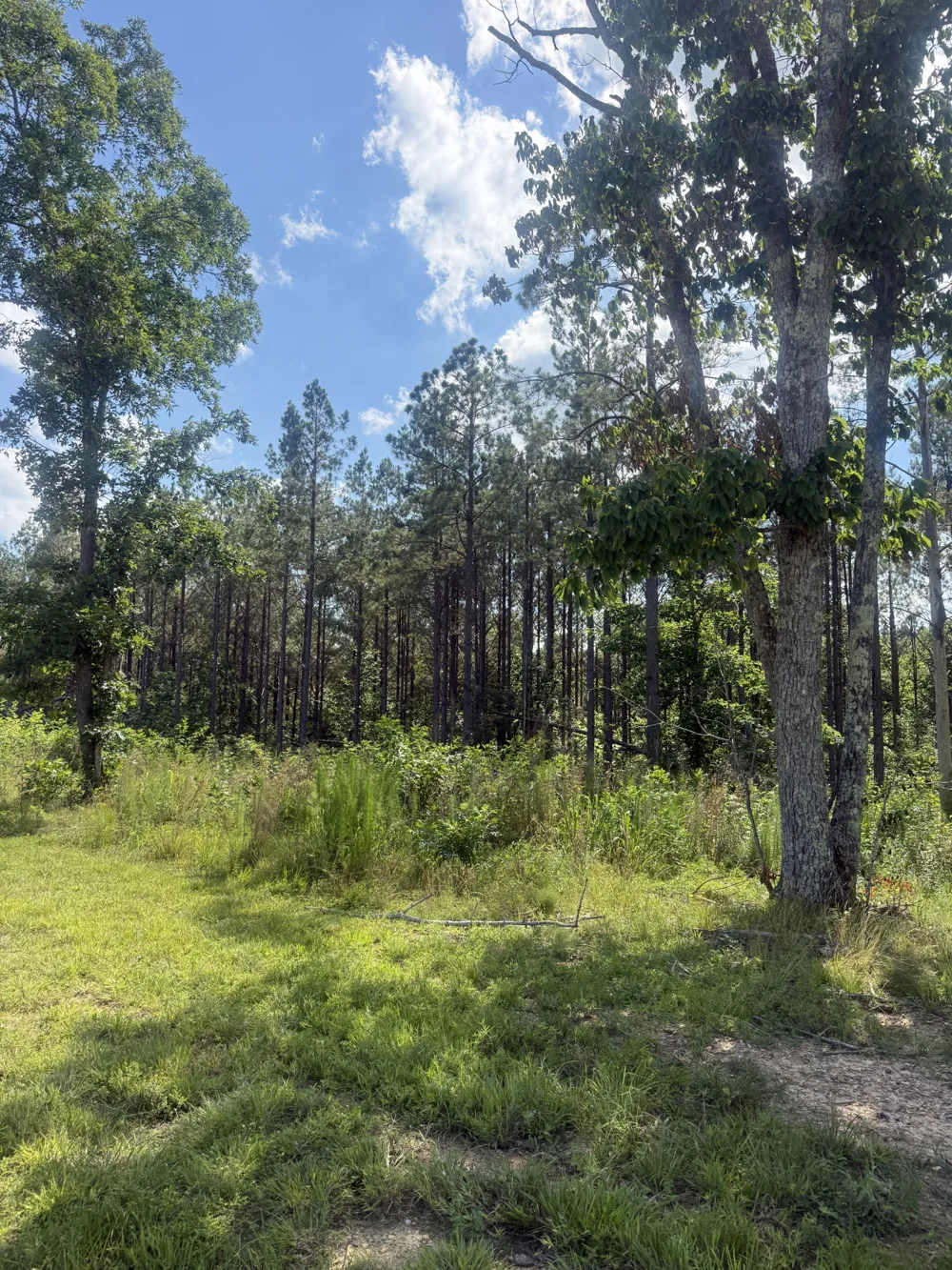 251 Fox Ridge Rd Hohenwald, TN 38462