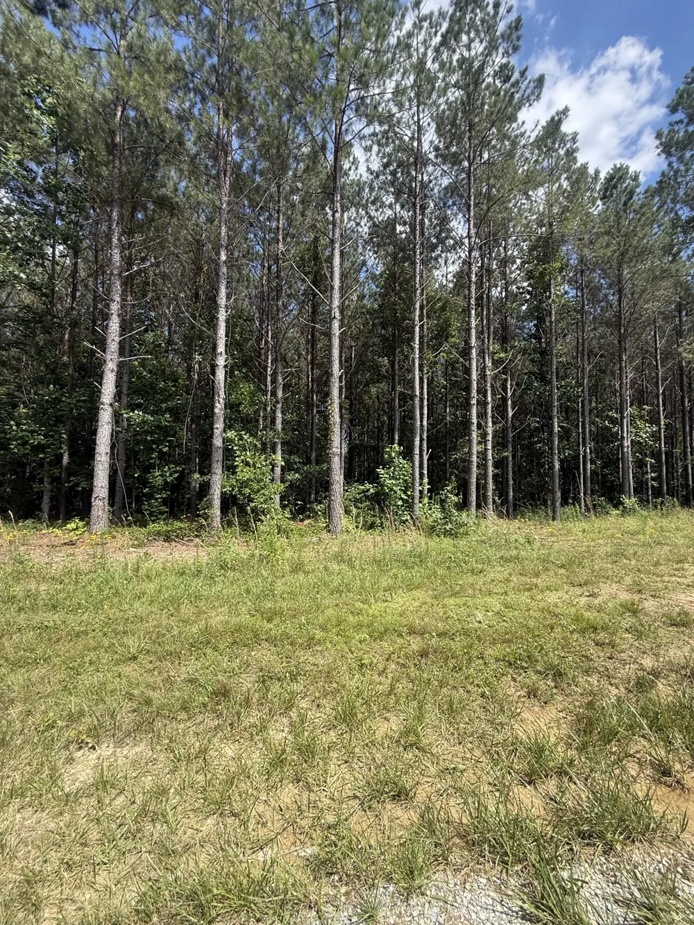 251 Fox Ridge Rd Hohenwald, TN 38462