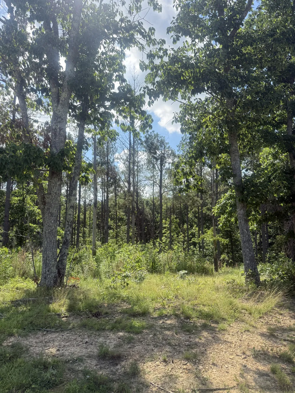 251 Fox Ridge Rd Hohenwald, TN 38462
