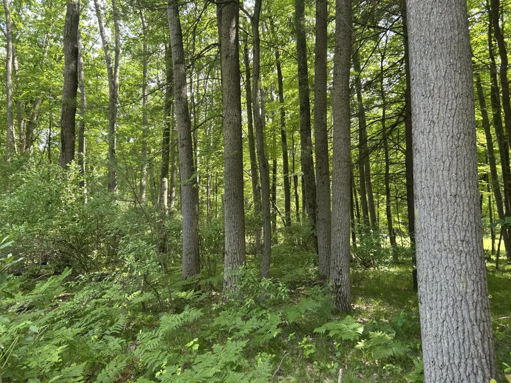 11409 Heather Lane #35 Canadian Lakes, MI 49346