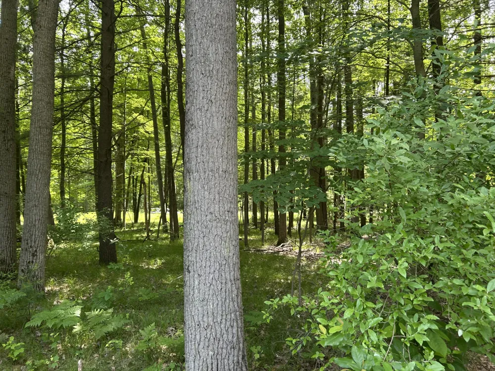 11409 Heather Lane #35 Canadian Lakes, MI 49346
