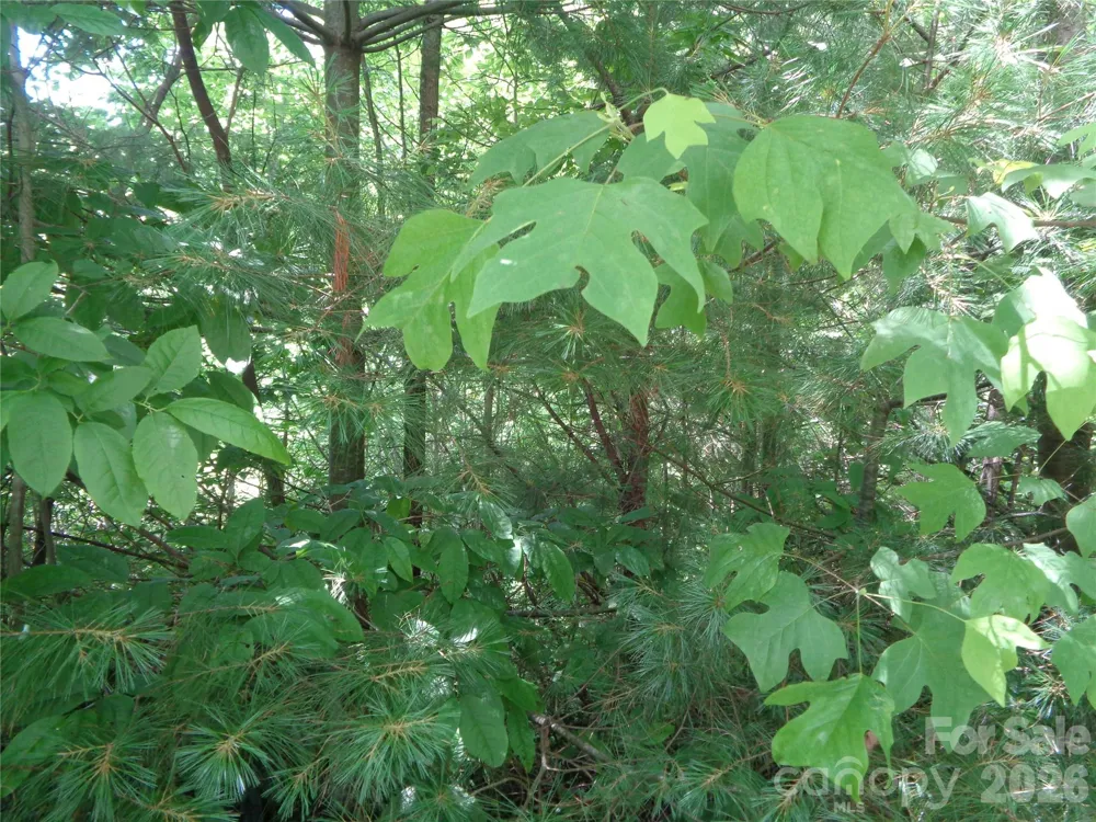 Lot 6 Peaks Creek Trail Maggie Valley, NC 28751