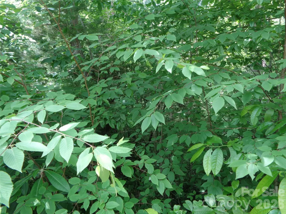 Lot 6 Peaks Creek Trail Maggie Valley, NC 28751
