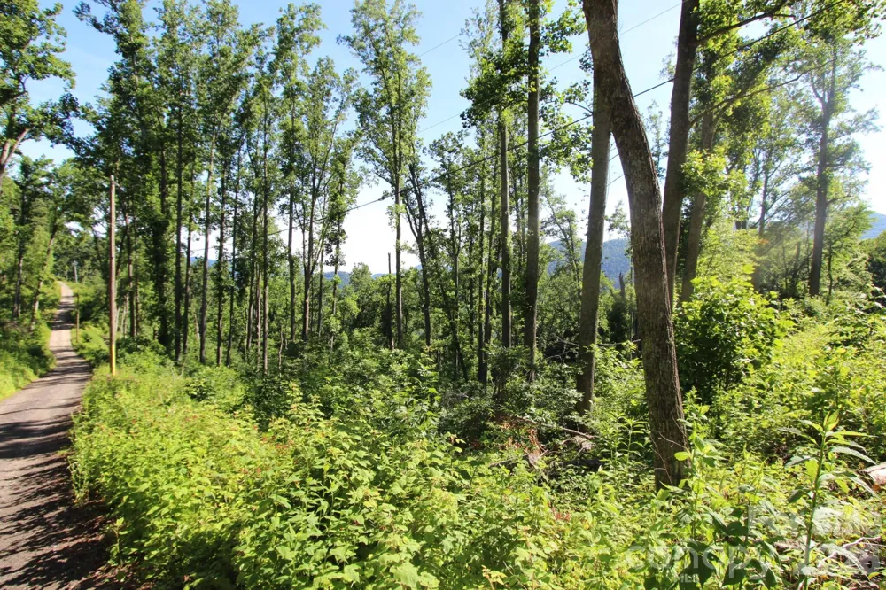 00 Ox Creek Crest Lane Weaverville, NC 28787
