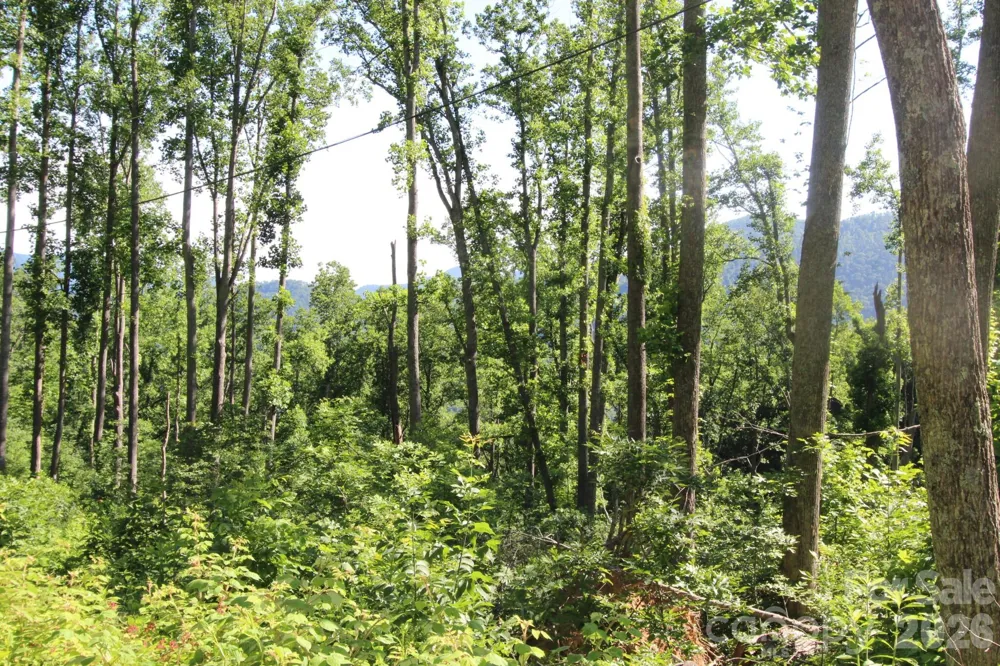 00 Ox Creek Crest Lane Weaverville, NC 28787
