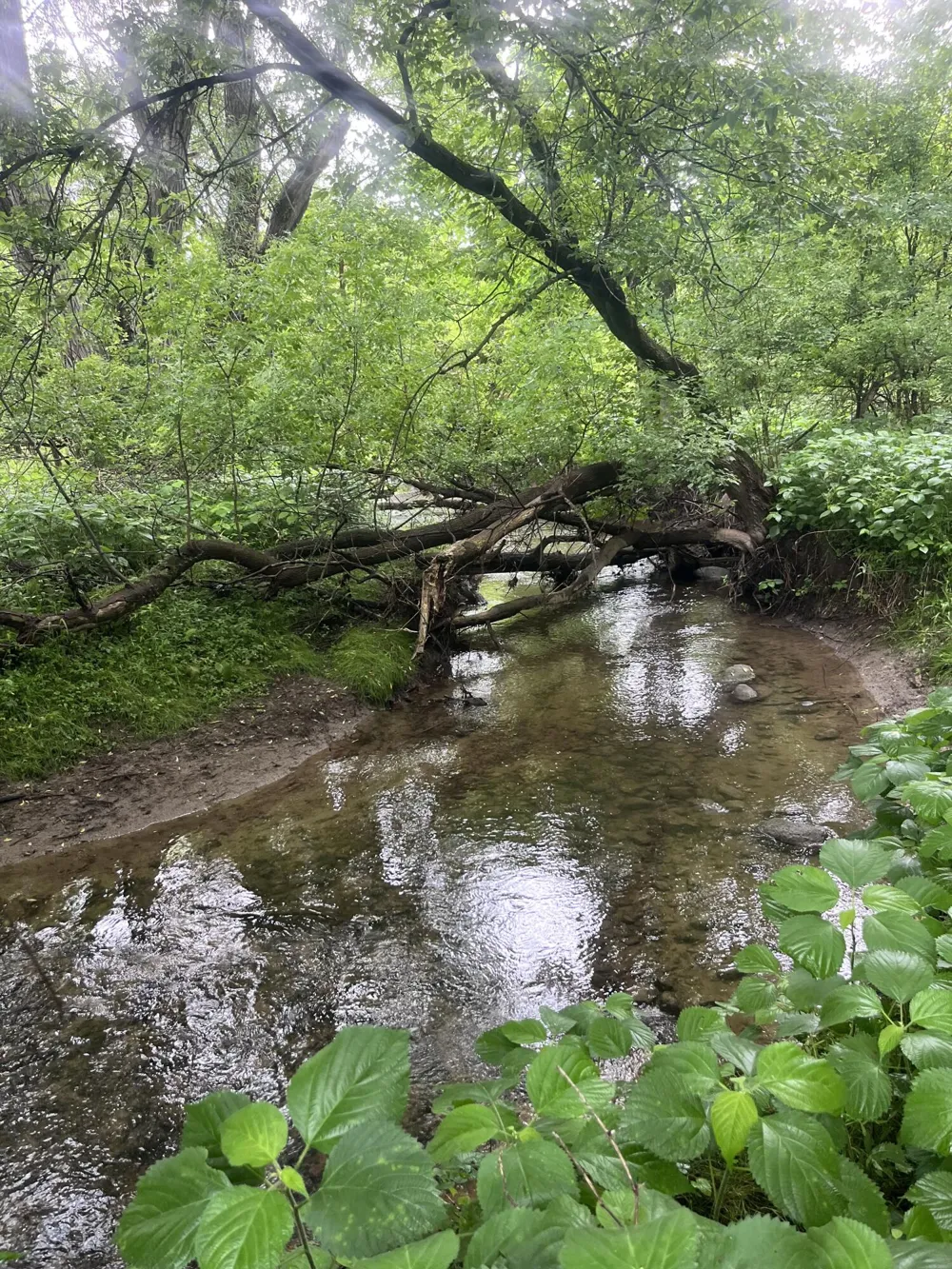 Hough Road Almont, MI 48003