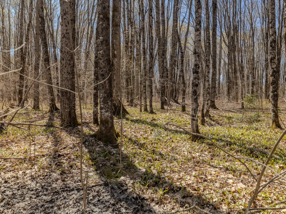2 E Shore Road Bergland, MI 49910