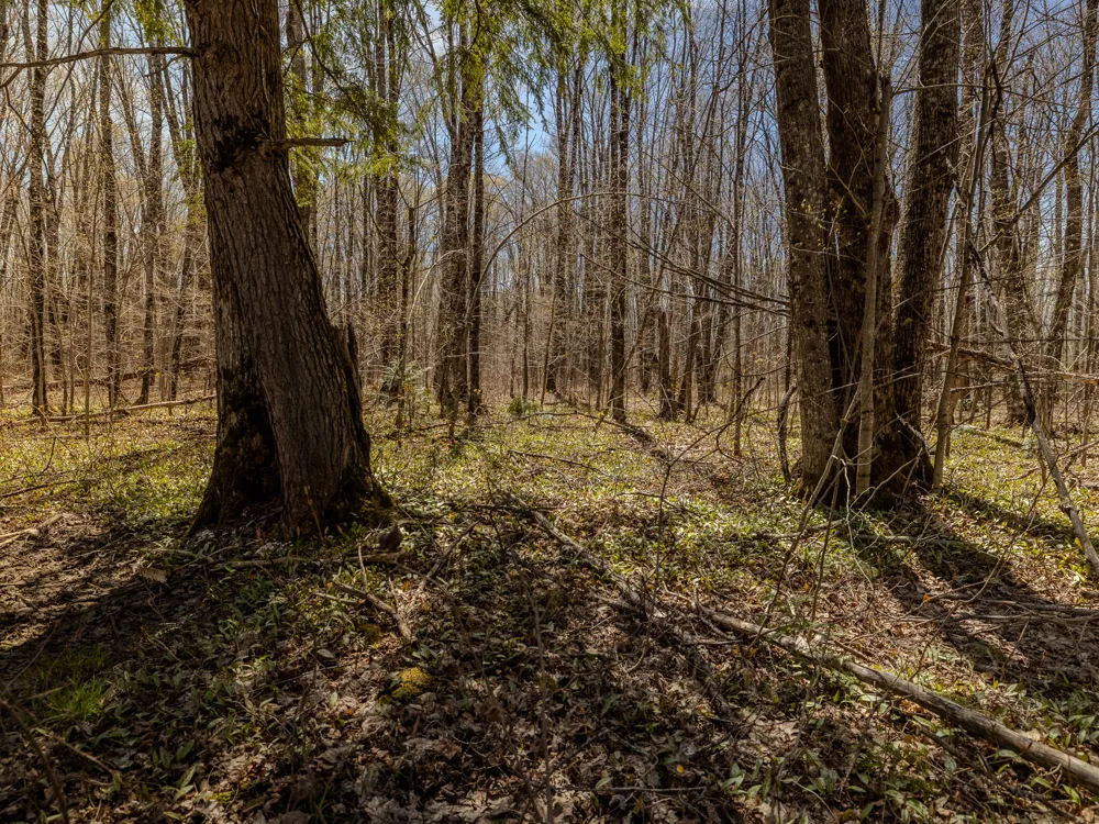 2 E Shore Road Bergland, MI 49910