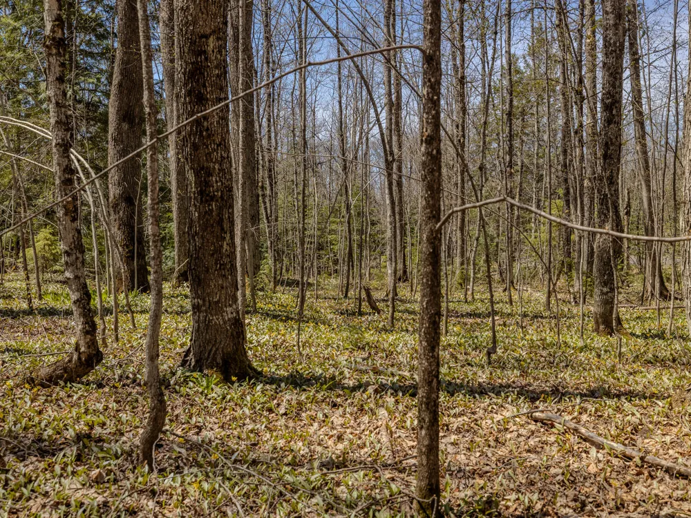 2 E Shore Road Bergland, MI 49910