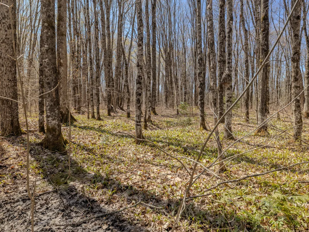 4 E Shore Road Bergland, MI 49910