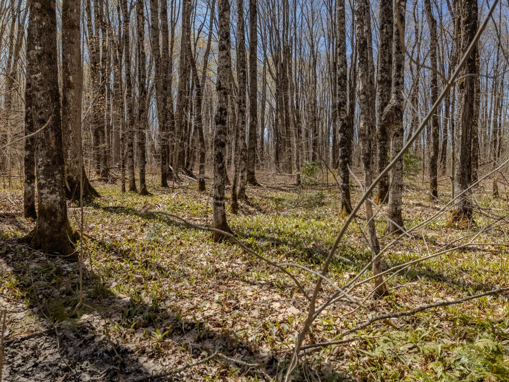 4 E Shore Road Bergland, MI 49910