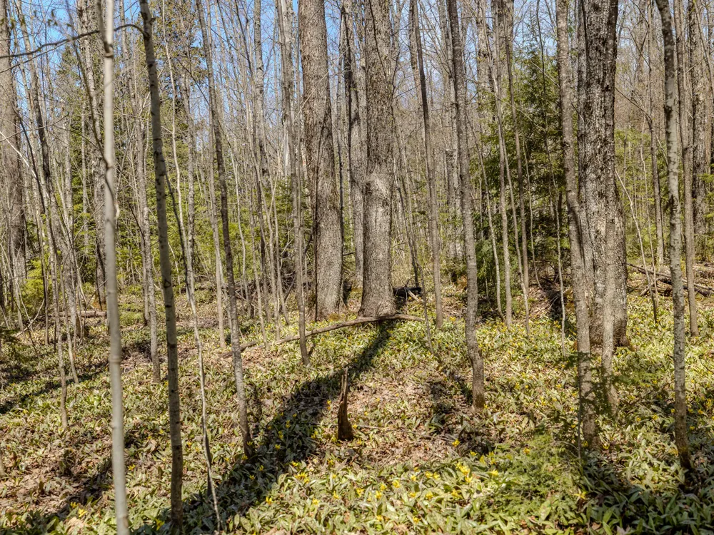 4 E Shore Road Bergland, MI 49910
