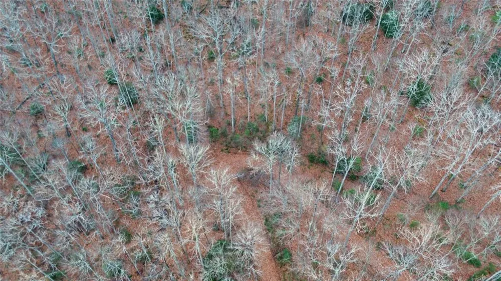 Address Not Shown Rabun Gap, GA 30568
