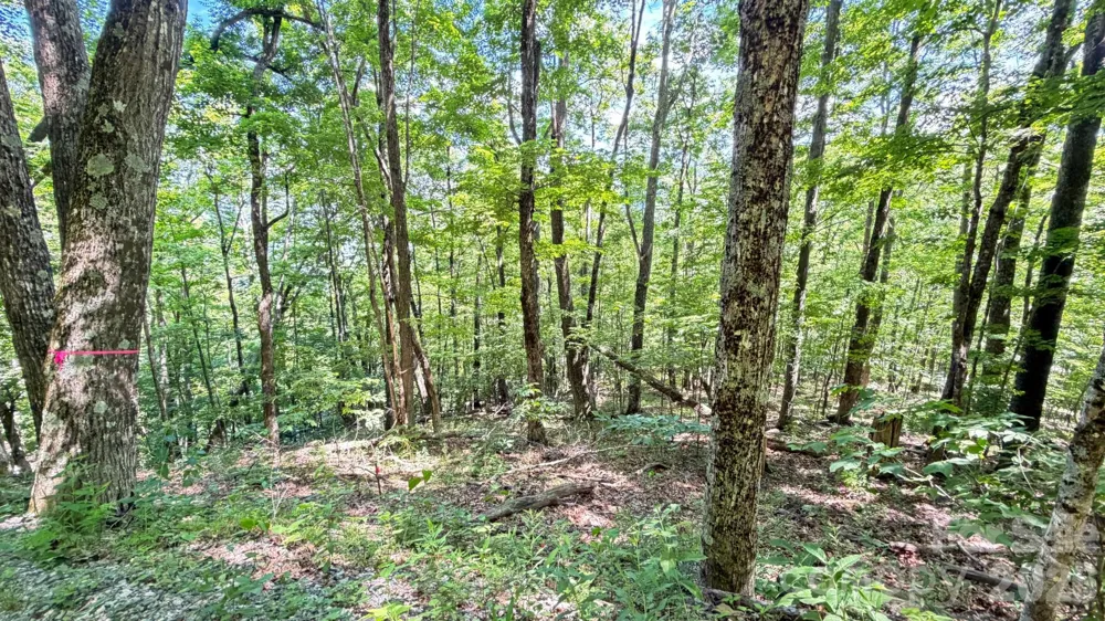 TBD Greencove Drive Seven Devils, NC 28604