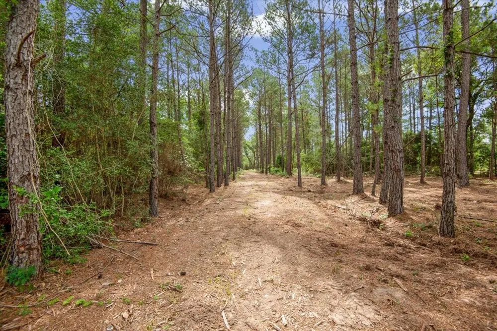1 County Road 302 Plantersville, TX 77363