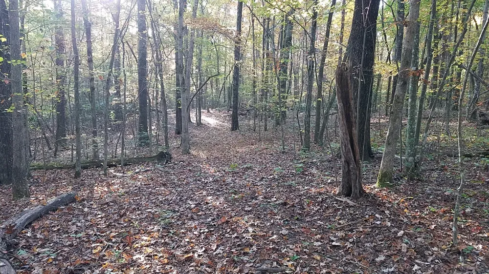 308 Timberwood Trc Monteagle, TN 37356