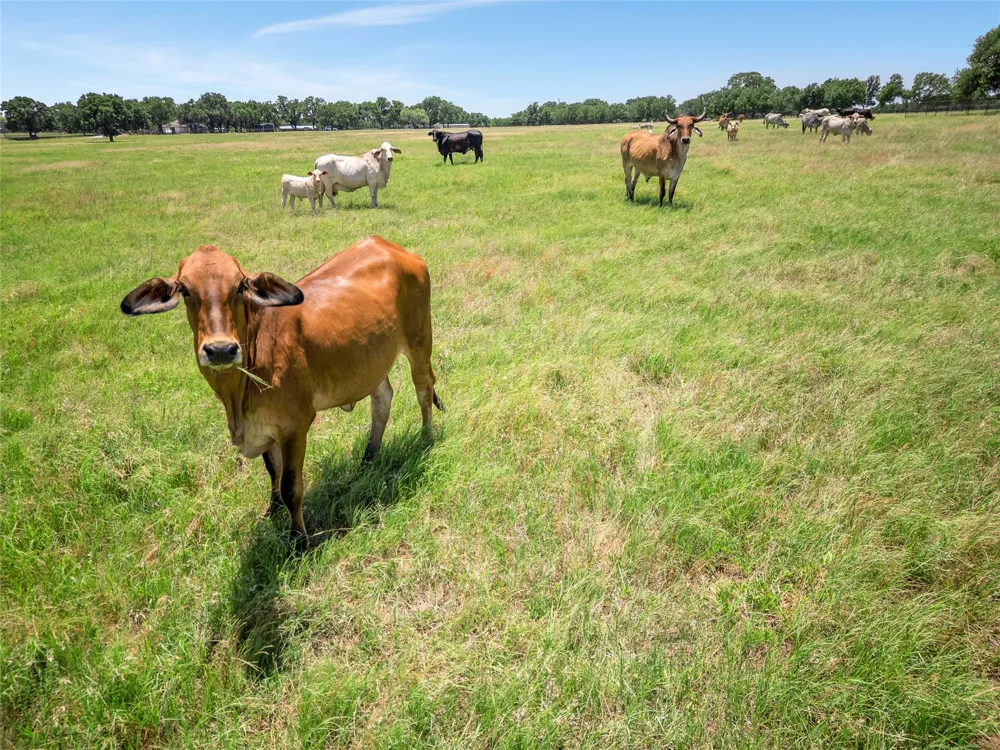 198 Private Road 1648 Road Chico, TX 76431