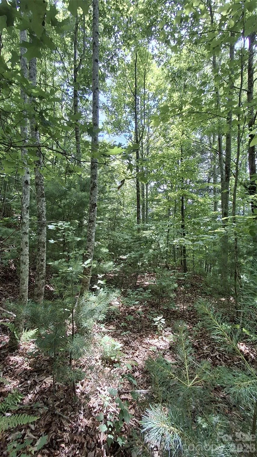 112 Kako Ridge #59 Sylva, NC 28779