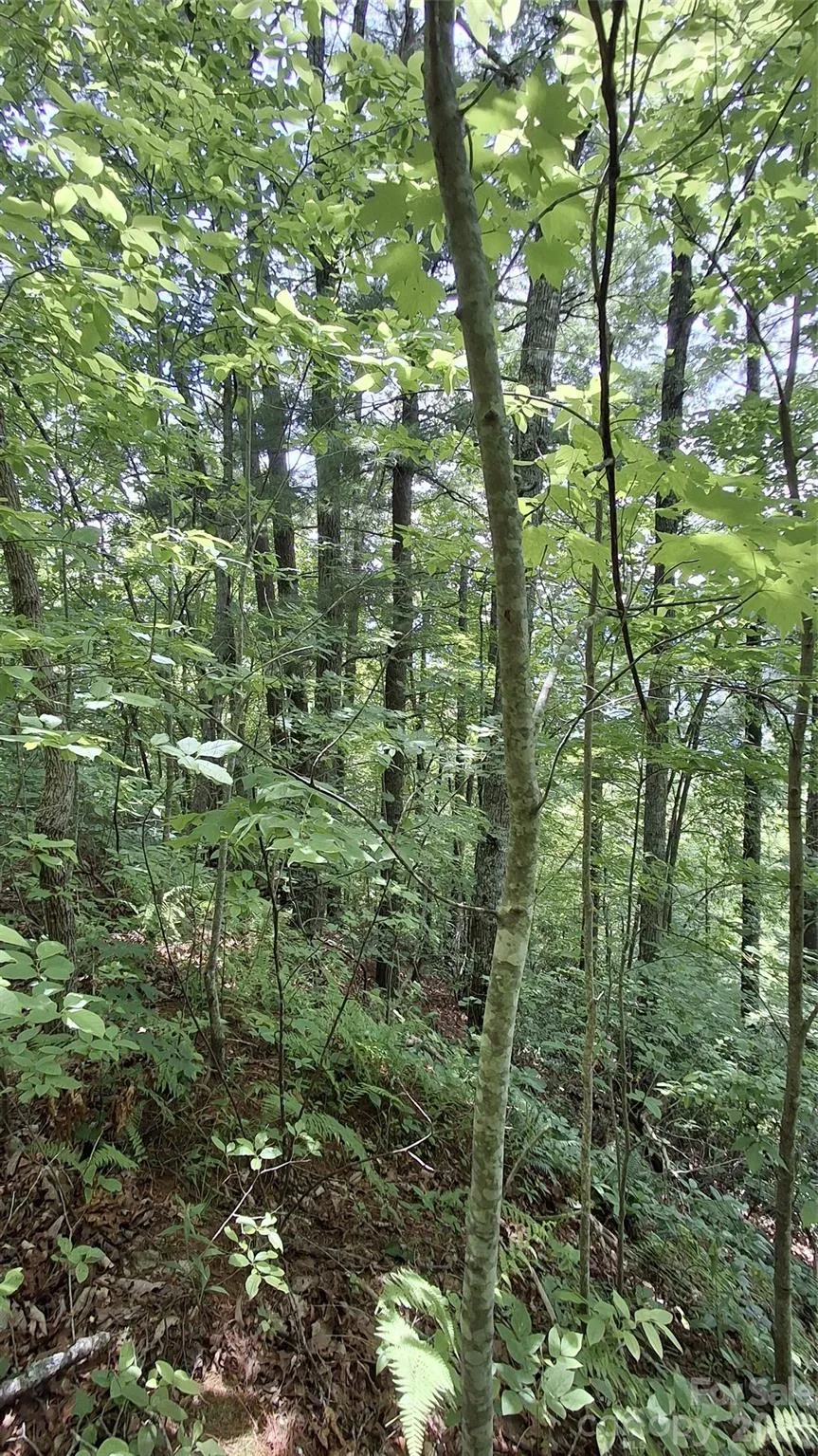 112 Kako Ridge #59 Sylva, NC 28779