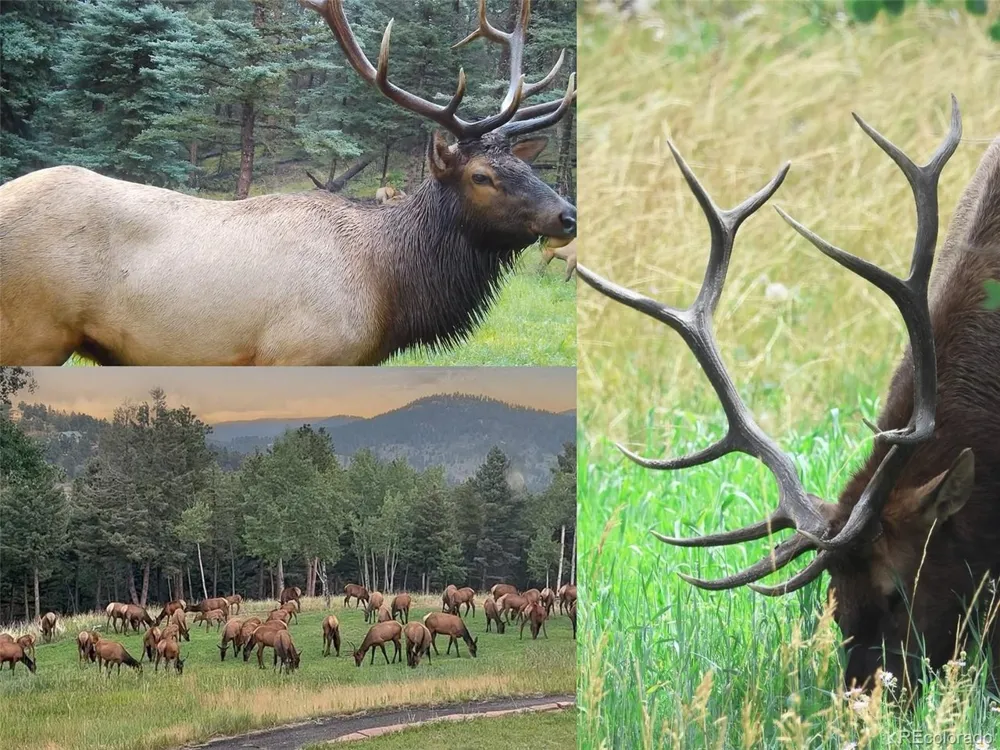 26545 Richmond Hill Road Conifer, CO 80433